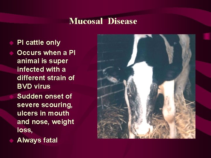 Mucosal Disease u u PI cattle only Occurs when a PI animal is super