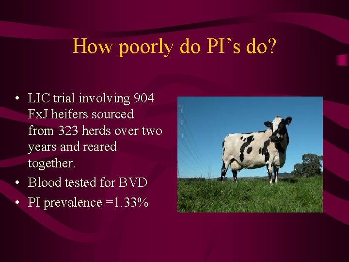 How poorly do PI’s do? • LIC trial involving 904 Fx. J heifers sourced
