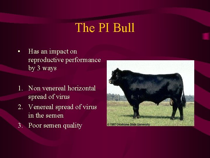 The PI Bull • Has an impact on reproductive performance by 3 ways 1.