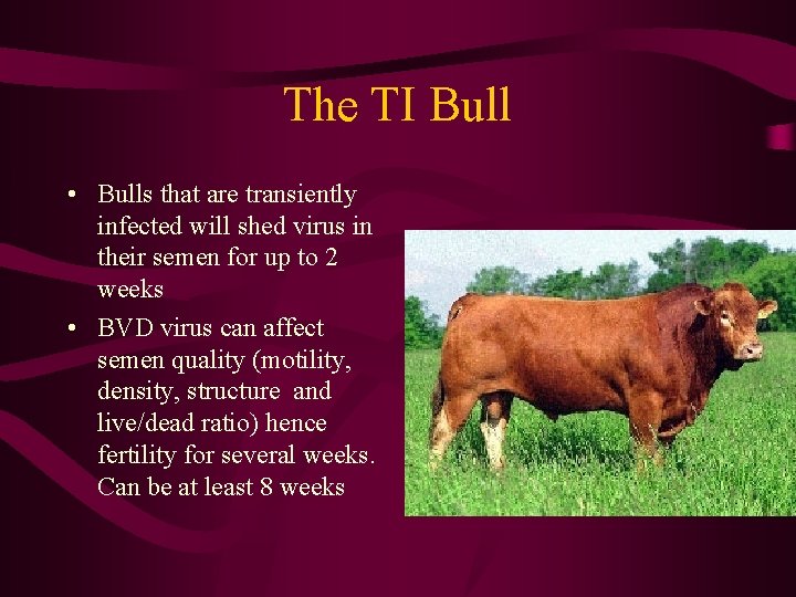 The TI Bull • Bulls that are transiently infected will shed virus in their