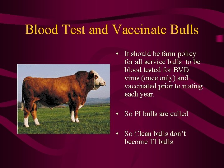 Blood Test and Vaccinate Bulls • It should be farm policy for all service