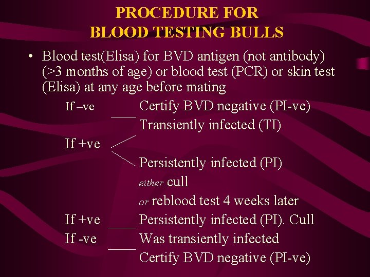 PROCEDURE FOR BLOOD TESTING BULLS • Blood test(Elisa) for BVD antigen (not antibody) (>3