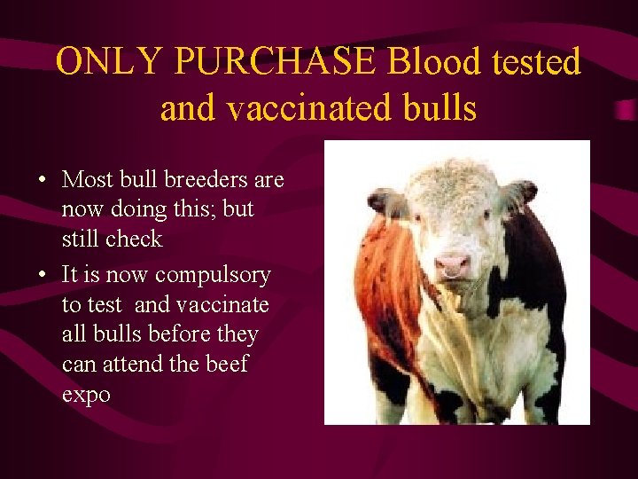 ONLY PURCHASE Blood tested and vaccinated bulls • Most bull breeders are now doing