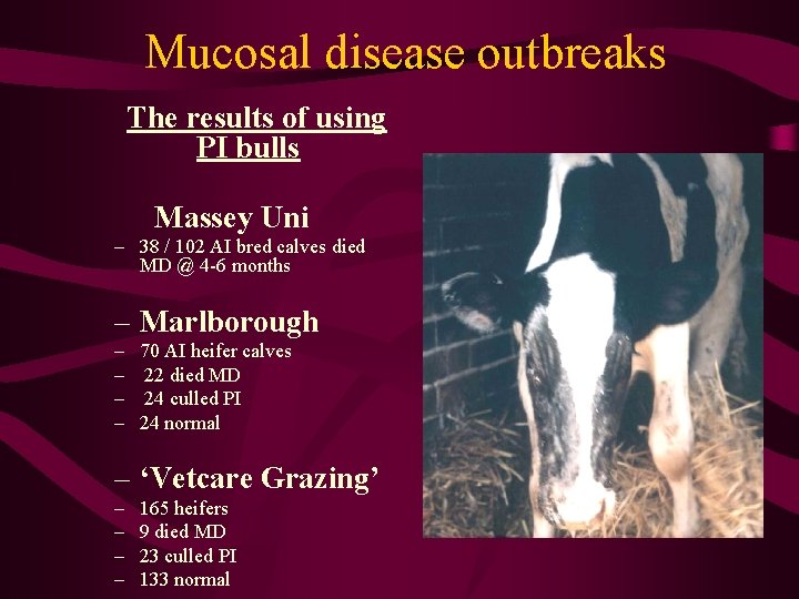 Mucosal disease outbreaks The results of using PI bulls Massey Uni – 38 /