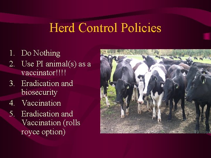 Herd Control Policies 1. Do Nothing 2. Use PI animal(s) as a vaccinator!!!! 3.