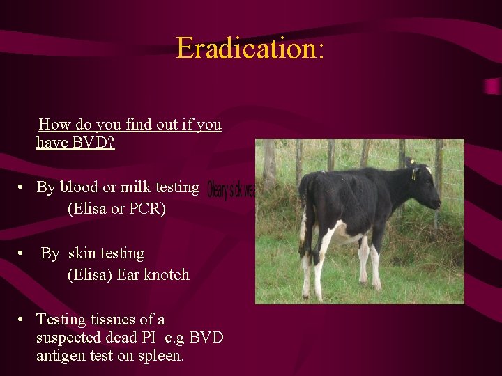 Eradication: How do you find out if you have BVD? • By blood or