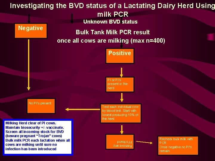Investigating the BVD status of a Lactating Dairy Herd Using milk PCR Unknown BVD