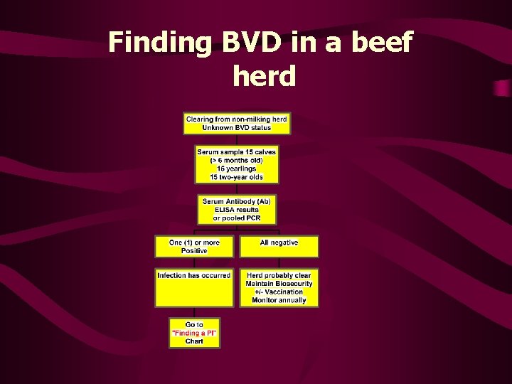 Finding BVD in a beef herd 