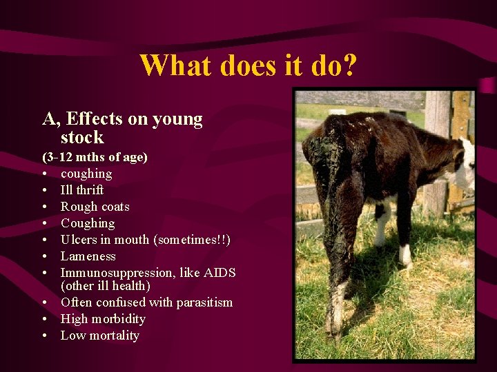 What does it do? A, Effects on young stock (3 -12 mths of age)