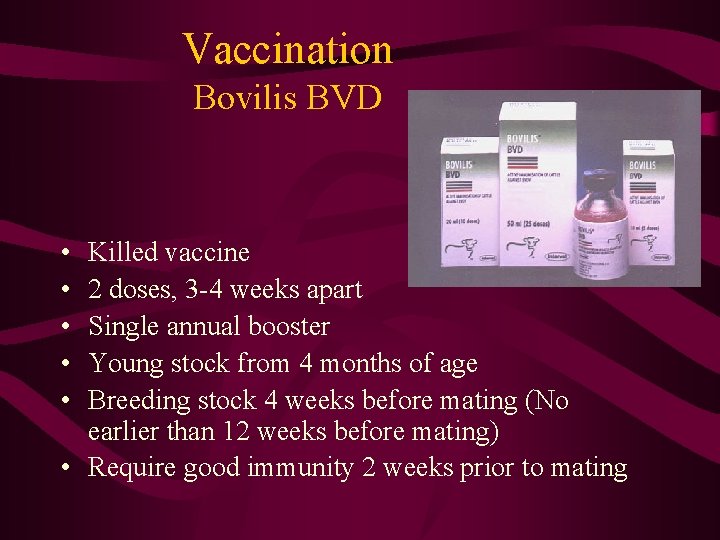 Vaccination Bovilis BVD • • • Killed vaccine 2 doses, 3 -4 weeks apart