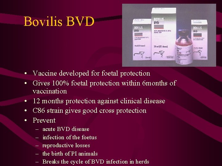 Bovilis BVD • Vaccine developed for foetal protection • Gives 100% foetal protection within