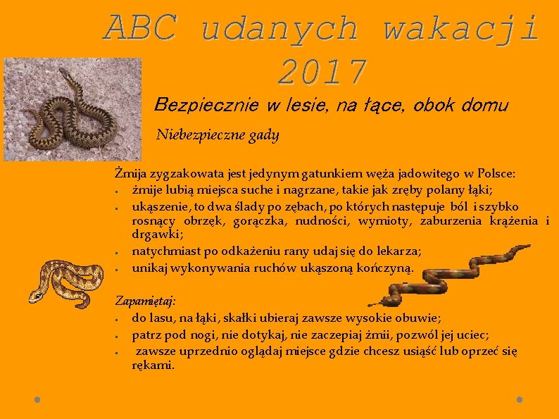 ABC udanych wakacji 2017 Bezpiecznie w lesie, na łące, obok domu Niebezpieczne gady Żmija