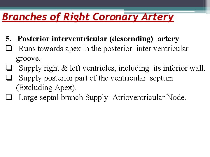 Branches of Right Coronary Artery 5. Posterior interventricular (descending) artery q Runs towards apex