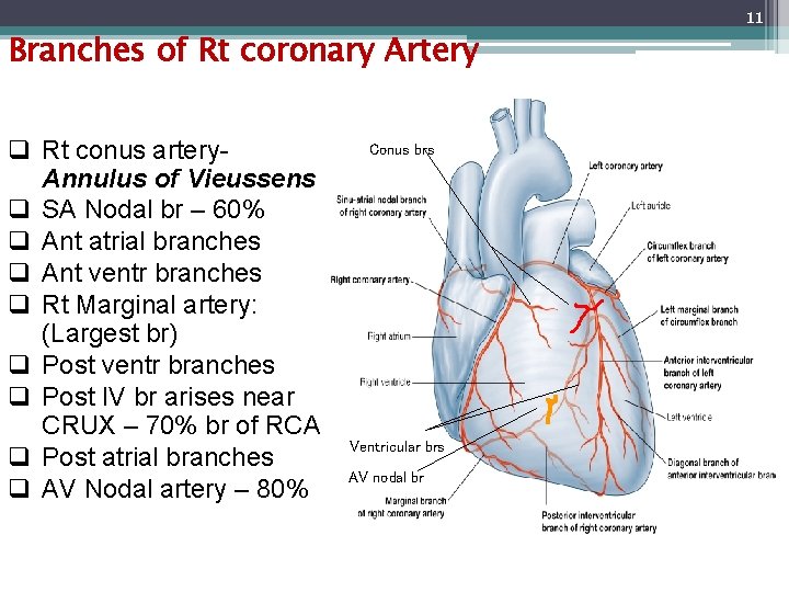 Branches of Rt coronary Artery q Rt conus artery. Annulus of Vieussens q SA