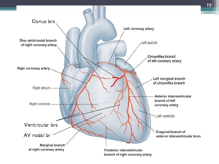 19 Conus brs Ventricular brs AV nodal br 