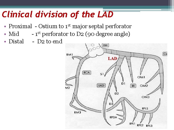 Clinical division of the LAD • Proximal - Ostium to 1 st major septal