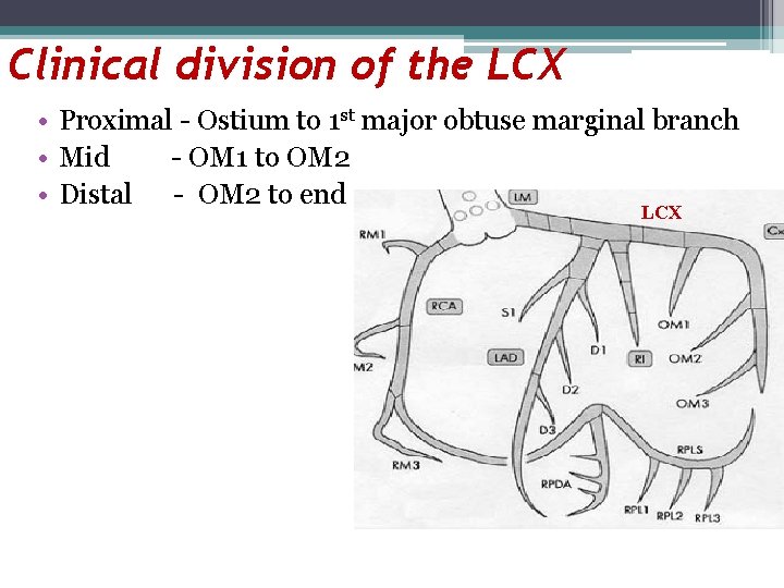 Clinical division of the LCX • Proximal - Ostium to 1 st major obtuse