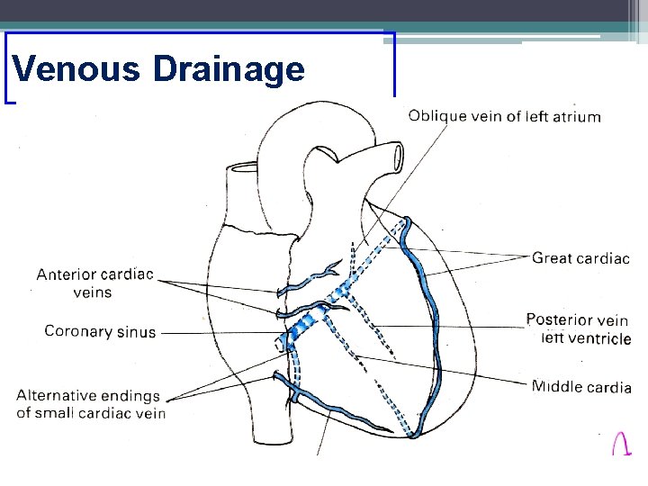 Venous Drainage 26 