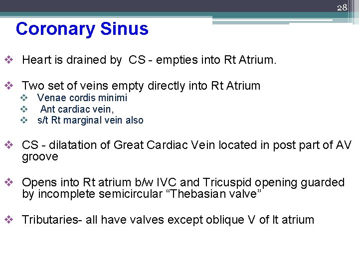 28 Coronary Sinus v Heart is drained by CS - empties into Rt Atrium.
