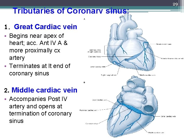 Tributaries of Coronary sinus: 1. Great Cardiac vein • Begins near apex of heart;