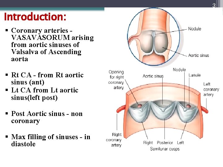 3 Introduction: § Coronary arteries - VASAVASORUM arising from aortic sinuses of Valsalva of