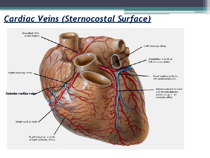 Cardiac Veins (Sternocostal Surface) Anterior cardiac veins 