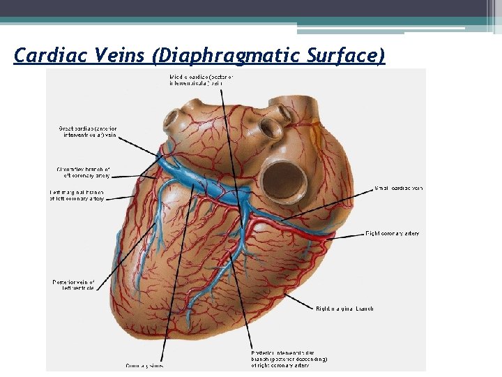 Cardiac Veins (Diaphragmatic Surface) 