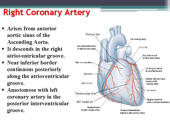 Right Coronary Artery § Arises from anterior aortic sinus of the Ascending Aorta. §