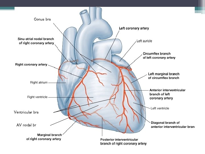 Conus brs Ventricular brs AV nodal br 