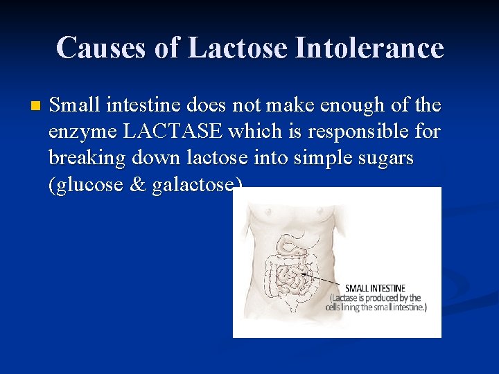 Causes of Lactose Intolerance n Small intestine does not make enough of the enzyme