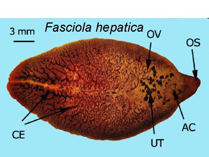 Fasciola hepatica 