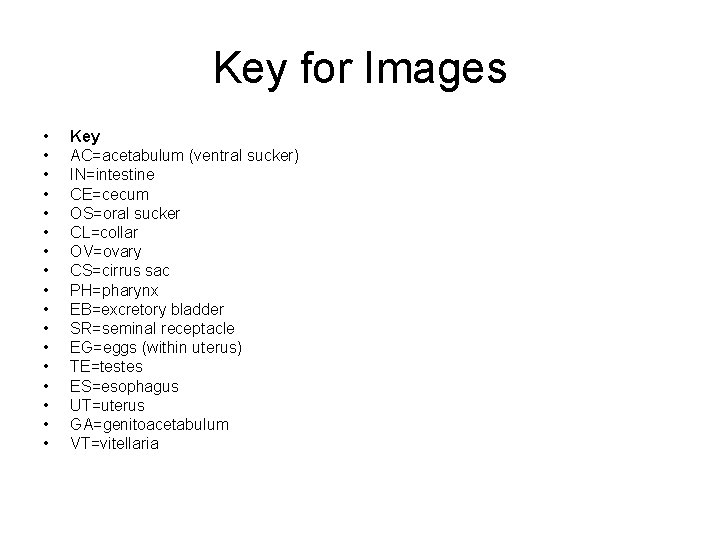 Key for Images • • • • • Key AC=acetabulum (ventral sucker) IN=intestine CE=cecum