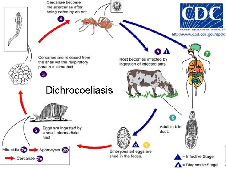 Dichrocoeliasis 