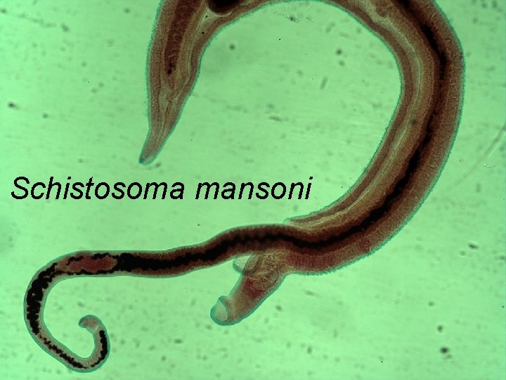 Schistosoma mansoni 