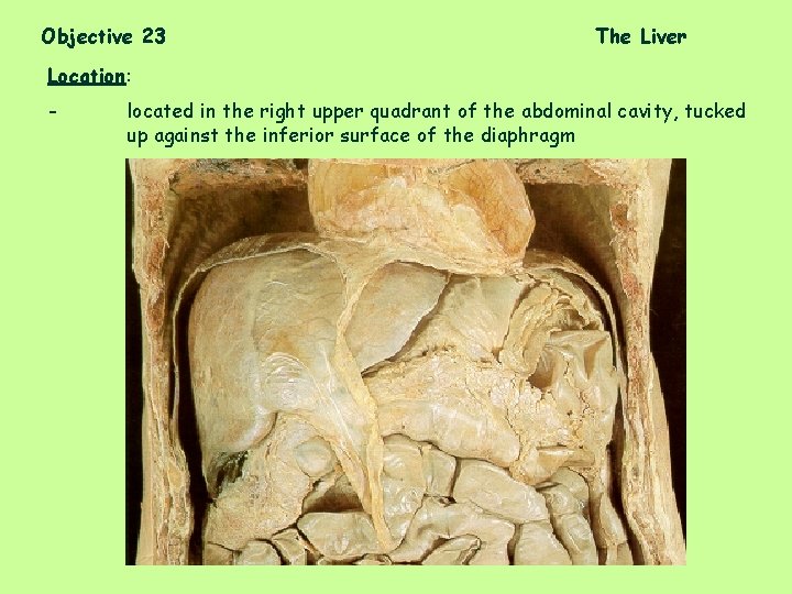Objective 23 The Liver Location: - located in the right upper quadrant of the