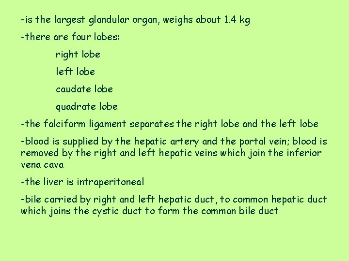 -is the largest glandular organ, weighs about 1. 4 kg -there are four lobes:
