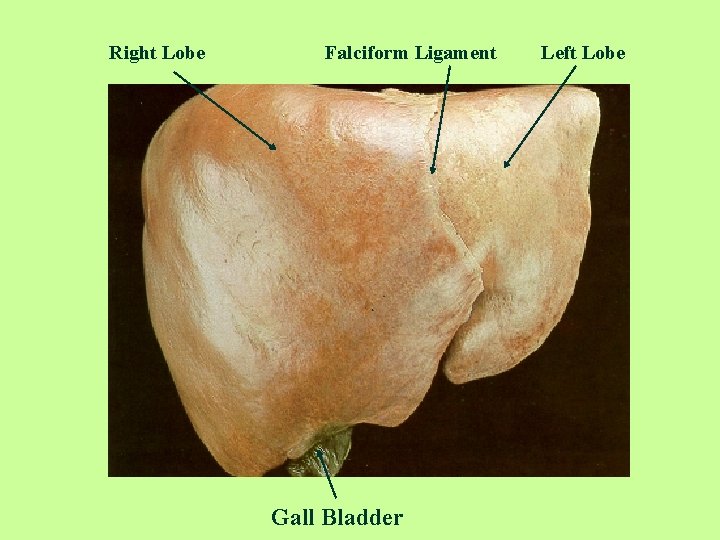 Right Lobe Falciform Ligament Gall Bladder Left Lobe 
