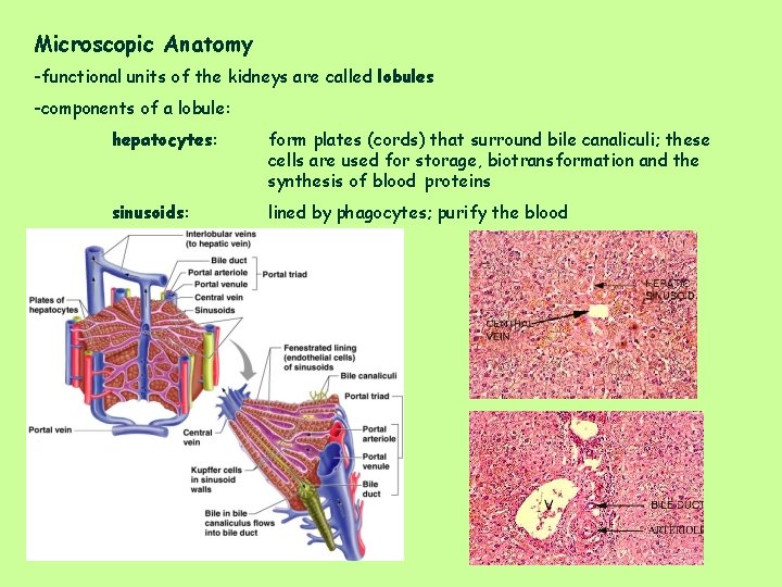 Microscopic Anatomy -functional units of the kidneys are called lobules -components of a lobule: