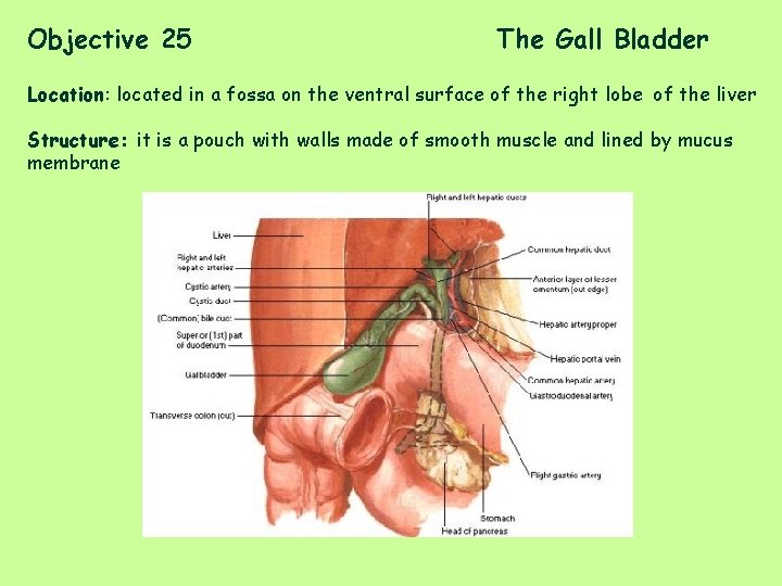 Objective 25 The Gall Bladder Location: located in a fossa on the ventral surface