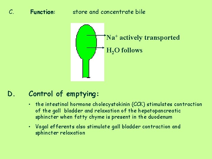 C. Function: store and concentrate bile Na+ actively transported H 2 O follows D.