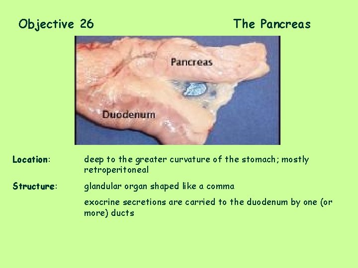 Objective 26 The Pancreas Location: deep to the greater curvature of the stomach; mostly
