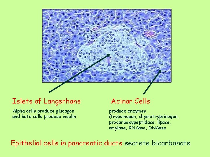 Islets of Langerhans Alpha cells produce glucagon and beta cells produce insulin Acinar Cells