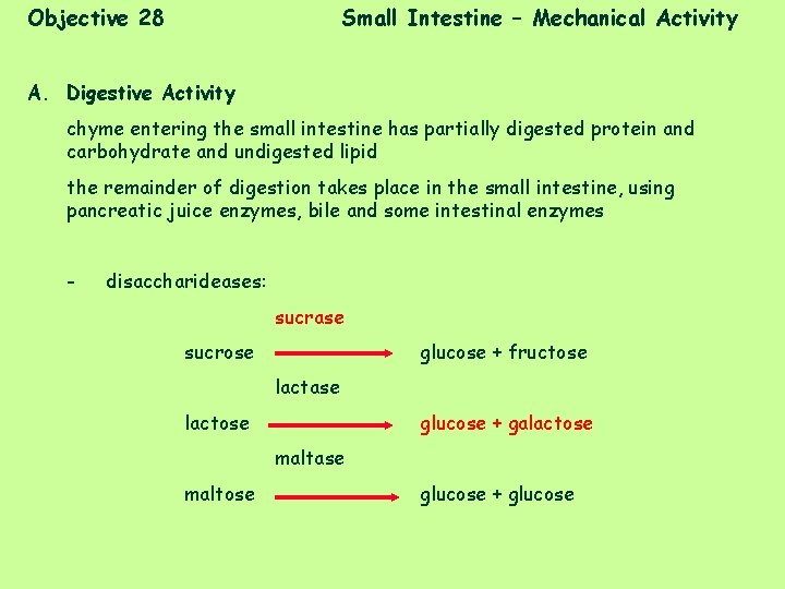 Objective 28 Small Intestine – Mechanical Activity A. Digestive Activity chyme entering the small