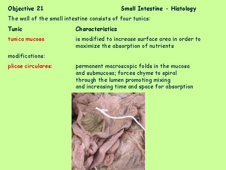 Objective 21 Small Intestine - Histology The wall of the small intestine consists of