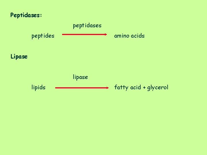Peptidases: peptidases peptides amino acids Lipase lipids fatty acid + glycerol 