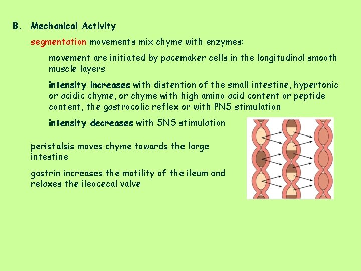B. Mechanical Activity segmentation movements mix chyme with enzymes: movement are initiated by pacemaker