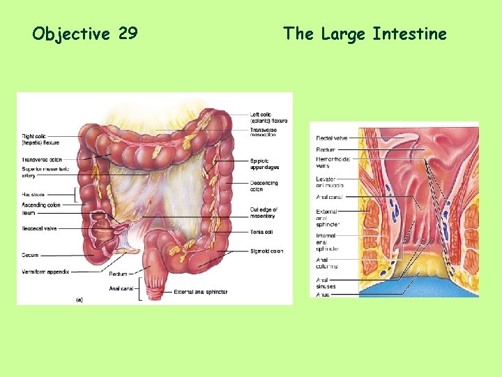 Objective 29 The Large Intestine 