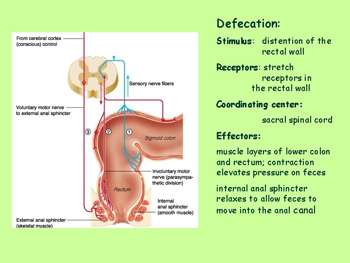 Defecation: Stimulus: distention of the rectal wall Receptors: stretch receptors in the rectal wall