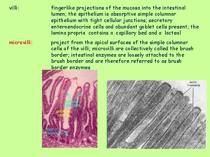 villi: fingerlike projections of the mucosa into the intestinal lumen; the epithelium is absorptive