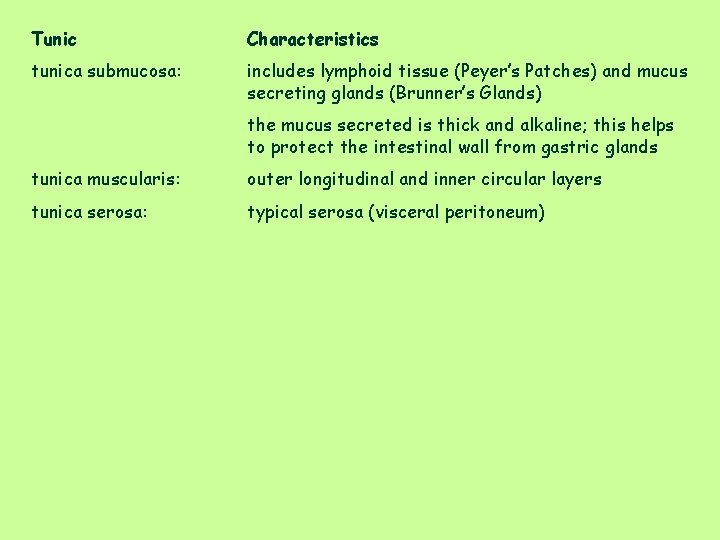 Tunic Characteristics tunica submucosa: includes lymphoid tissue (Peyer’s Patches) and mucus secreting glands (Brunner’s